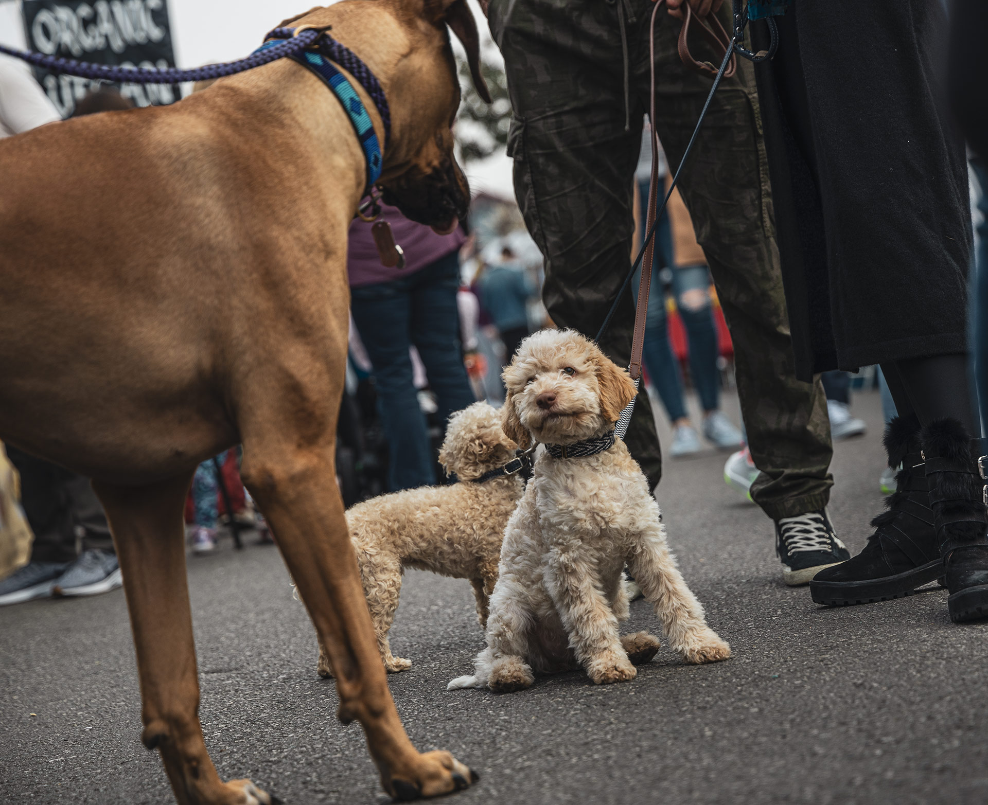 Dog